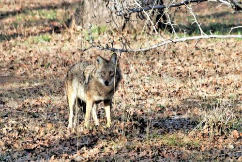 Coyote Stare