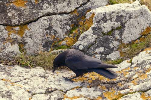 Raven On A Rock