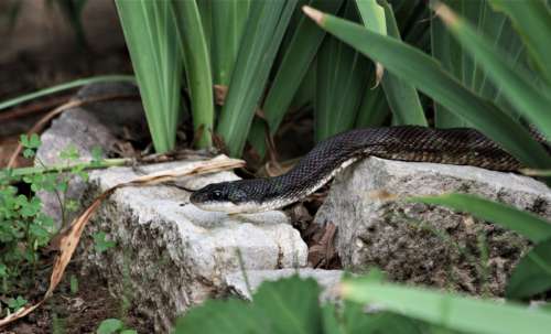Black Rat Snake Close-up