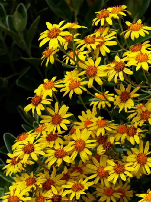 yellow flowers nature outdoors spring