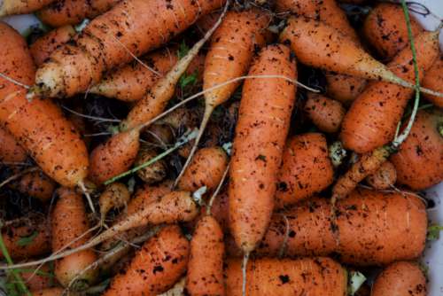 carrots soil vegetables dirt garden