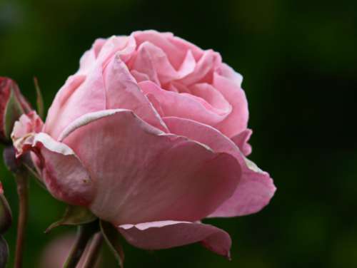 pink rose macro flower bloom