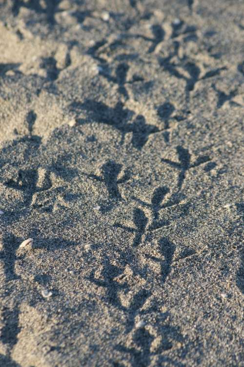 animal footprints nature sand beach