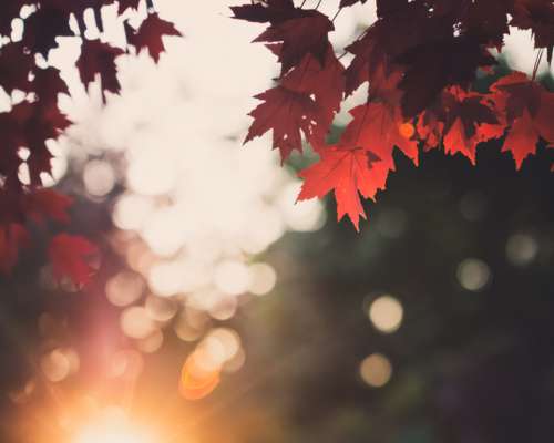 autumn leaves sunset scene forest