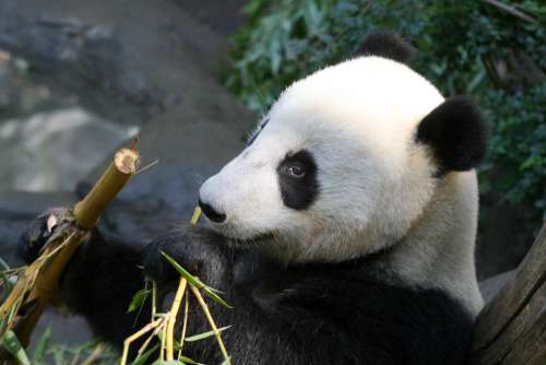 panda bear animal wildlife nature