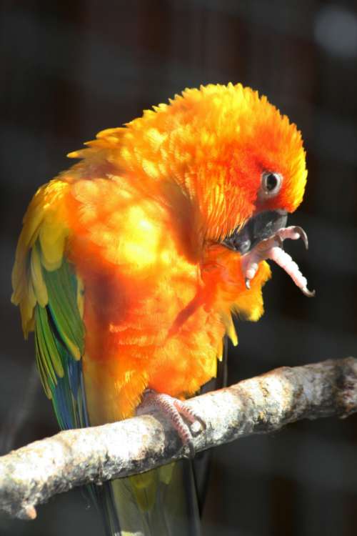 parrot bird close up wildlife nature