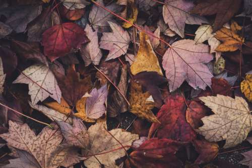 autumn leaves background leaf fall