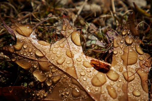 wet leaf background oak dew