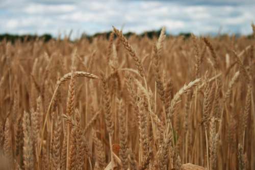 wheat field farm farming agriculture