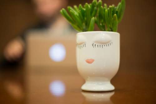 plant vase indoor cup botany