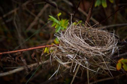 bird nest nature habitat home