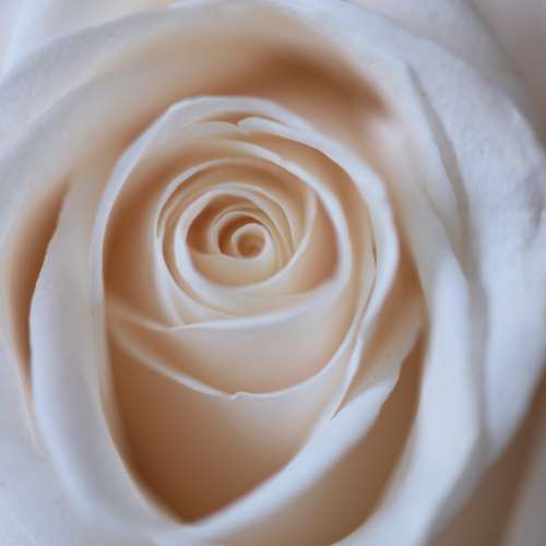 white rose close up flower petals