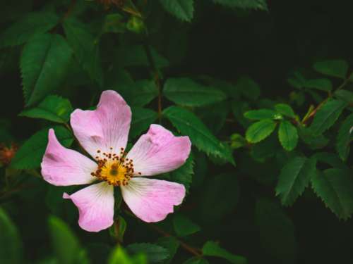 wild rose flower garden nature