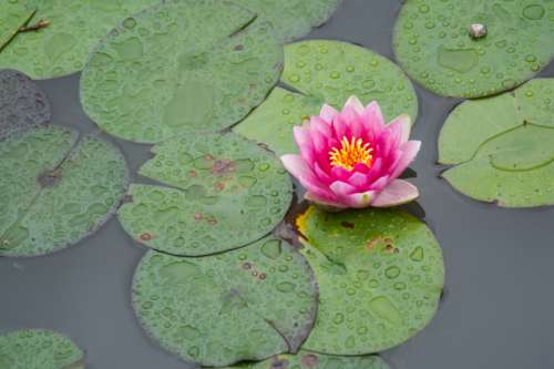 water flower lotus pond calm