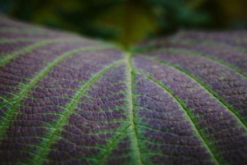 leaf macro background natural pattern