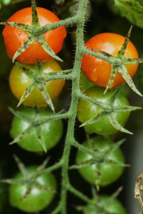 cherry tomatoes top vine fresh