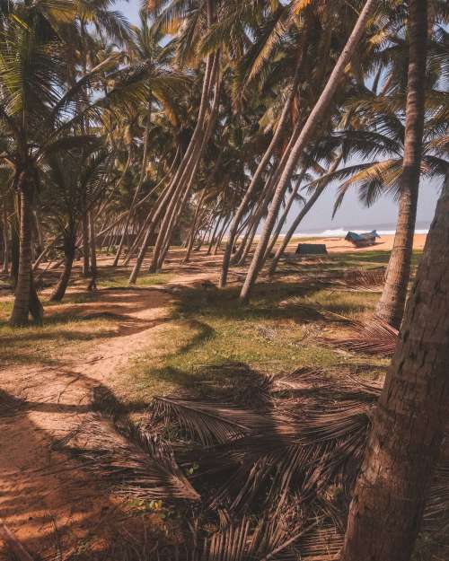 Beachside Palms Photo