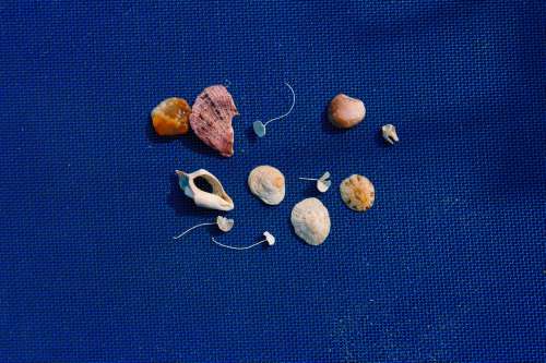 Seashells Down By The Seashore Photo