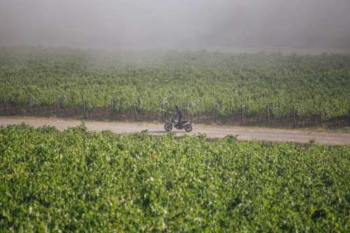 Moped In Vineyard Photo