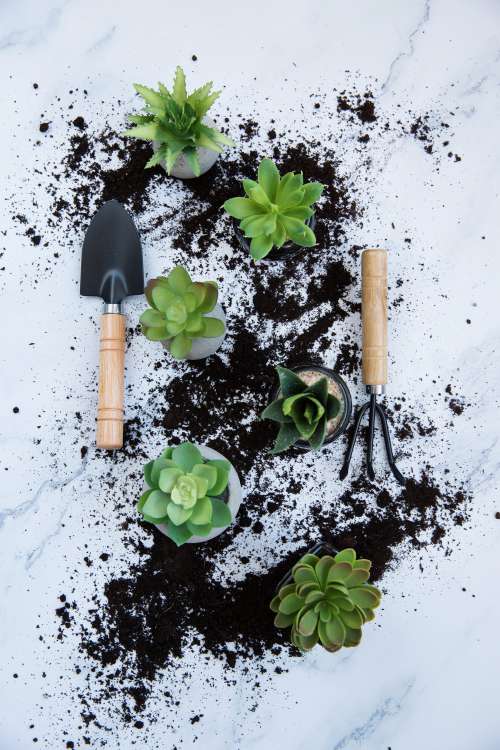 Portrait Image Of Plants And Potting Tools On A Light Background Photo