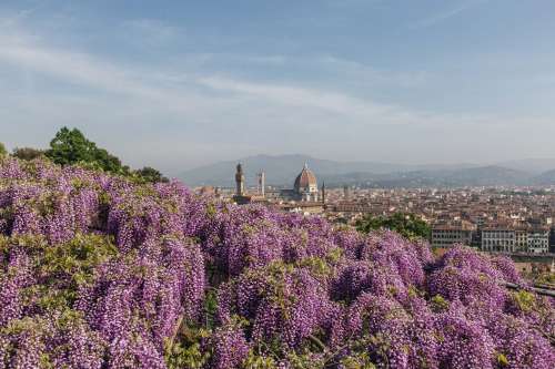 The Bardini Gardens Photo