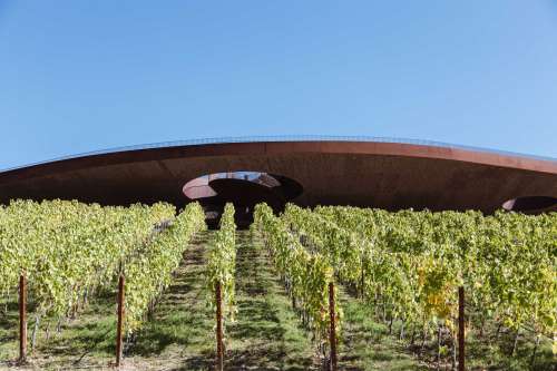 Large Curved Walkway Over Vineyard Photo