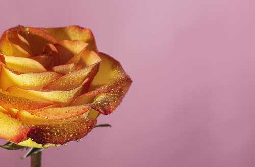 Dewy Orange Rose On Pink Photo