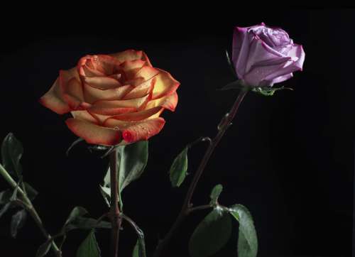 Roses In The Dark Photo