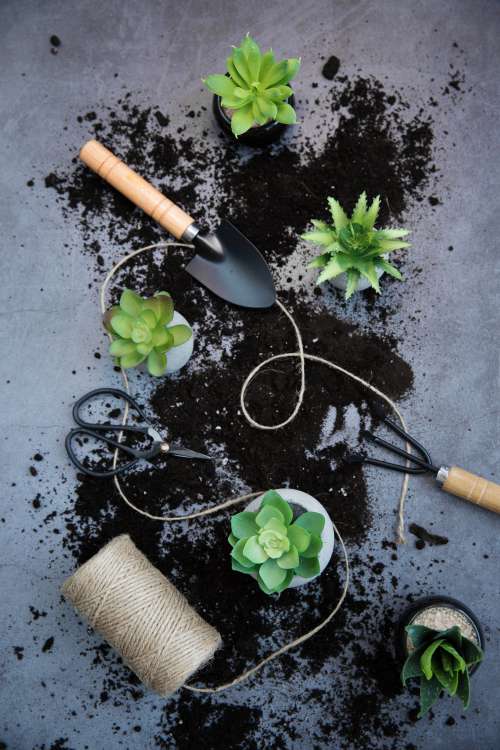Plant Potting Tools And Soil Photo