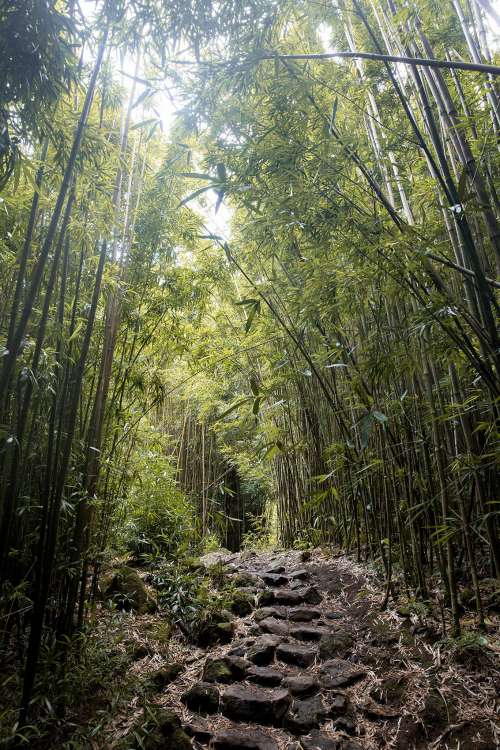 Path Through Bamboo Forest Photo