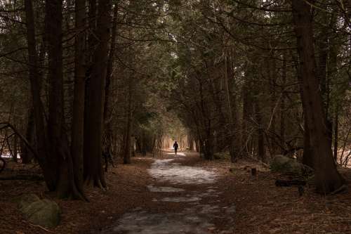 Walking Down Forest Path In Winter Photo