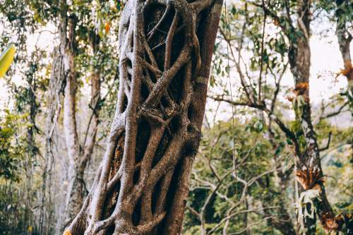 Branches Growing Over Tree Trunk Photo