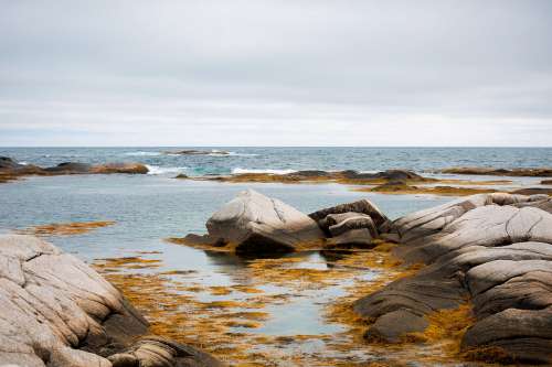 Yellow Seaweed On Ocean Rocks Photo