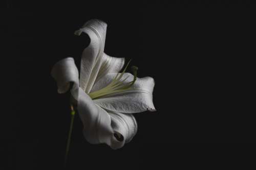 Single White Lily Against Black Photo