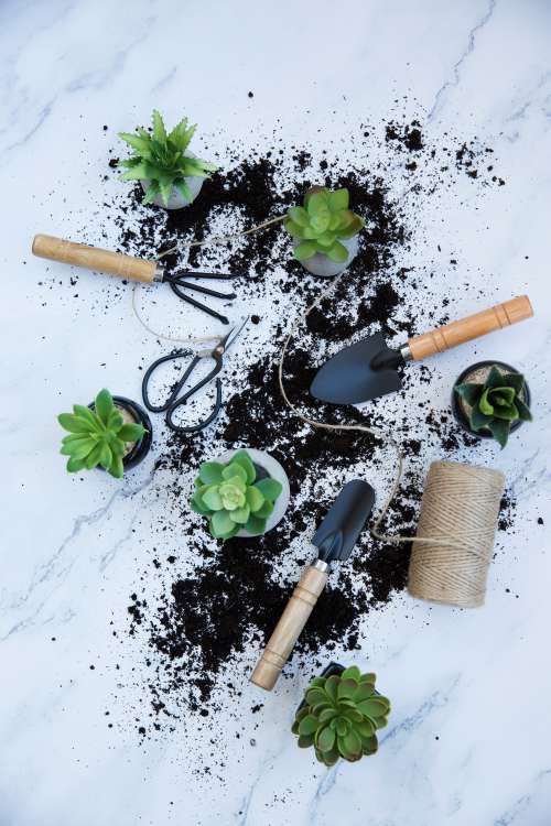 Messy Indoor Gardening Photo