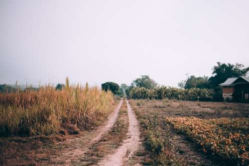 Grassy Farm Track Photo