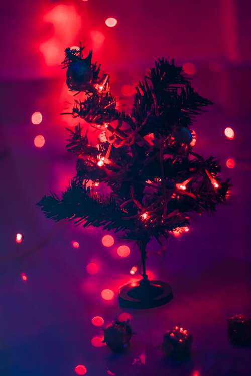 Tiny Holiday Tree Photo