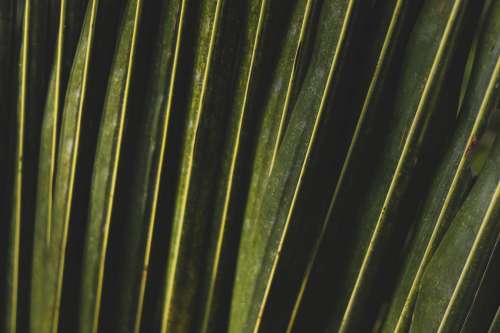 Close Up Of Variegated Leaves Photo