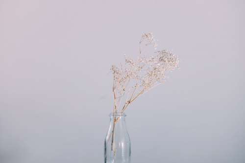 Dried Florals In A Bottle Photo