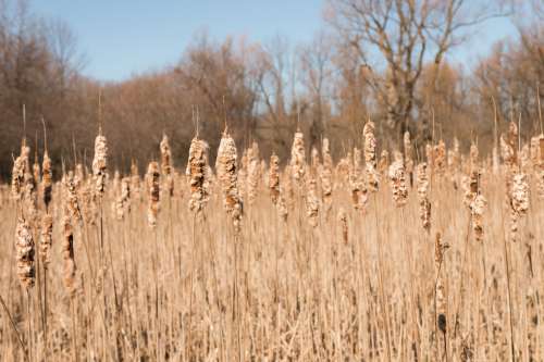 Field Of Poaceae Beneath Blue Sky Photo