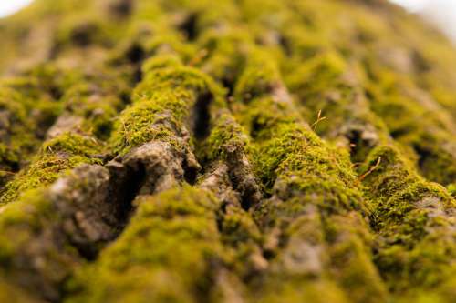 A Close Up Of Moss On A Tree Photo