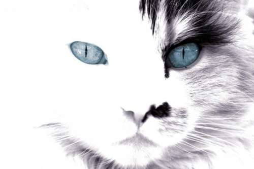 Black and White Cat with Blue Eyes