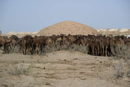 animal desert - camel herd