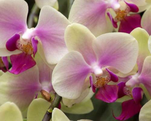 Moth Orchid Yellow and Red Flowers in Bloom