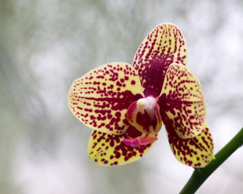 Moth Orchid Maroon Bloom