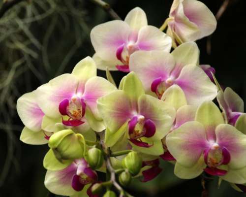 Cluster of Yellow and Red Moth Orchid Flowers