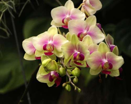 Flowers of Yellow and Red Moth Orchid