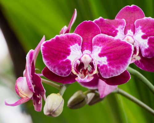 Moth Orchid Red Flowers in Bloom
