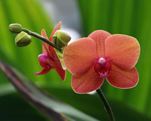 Moth Orchid Orange Flower in Bloom
