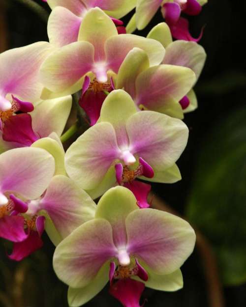 Blooms of Yellow and Red Moth Orchid